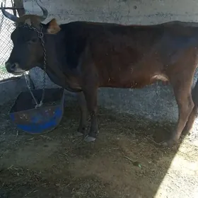 Sygyr