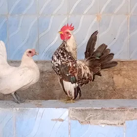 serama karlik para