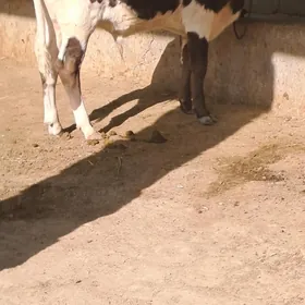 Okuzce gibrit