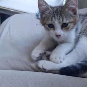 котята