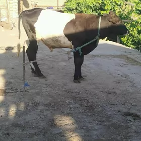 semiz okuz
