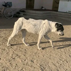 Alabaý