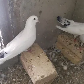 Kepderi