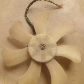 Winteliyator Tayota
