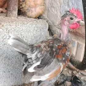 Karlik Galaşey