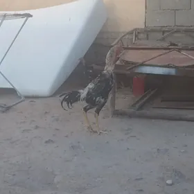 taşget