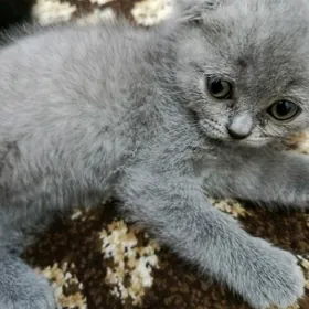 шотландская вислоухая котята