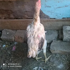 baysow towyk