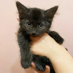 pişijikler котята