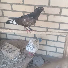 Kepderi