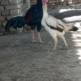 Baysok horaz we towuk
