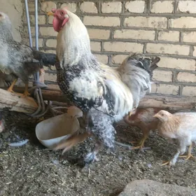 satılık gigan horaz