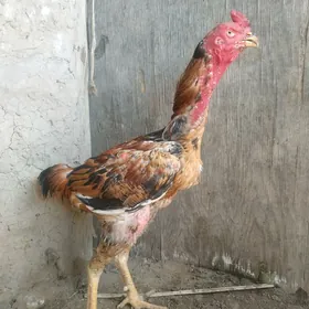 satılık bayess horaz
