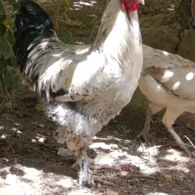 brama horaz