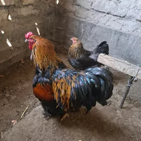 Brama ýumurtga