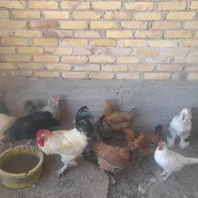 turkmen tawuk