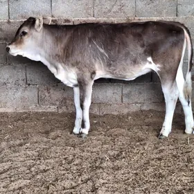 tüwe