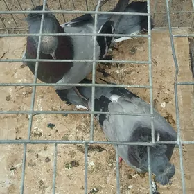 kepderi