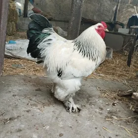 Brama horaz