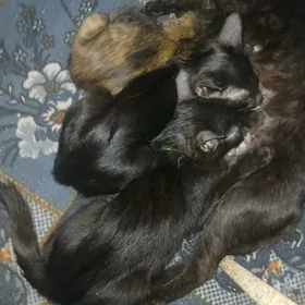 кошки