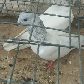 kepderi