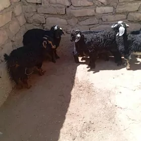 çebiş