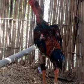 horaz