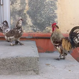 karlik towuk horaz