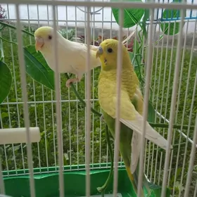 para popugay guşlar kipetgaly