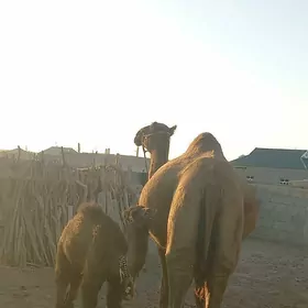 kosekli duye