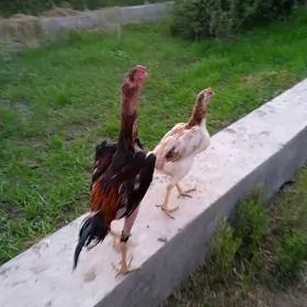 Tuňke Tuňke