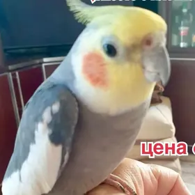 продается попугай корелла