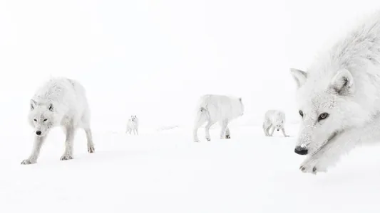 Лемуры-экстремалы и многодетная мама-осминог: победители фотоконкурса BigPicture-2025