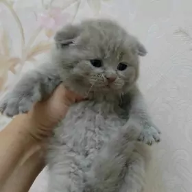 шотландский лиловый мальчик