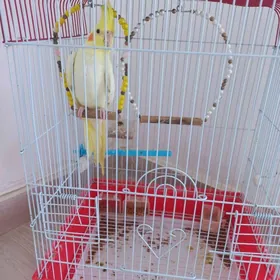 попугай