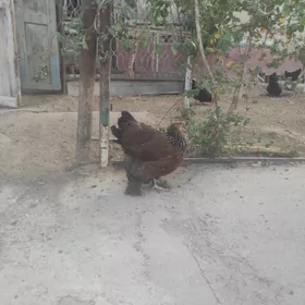 Satlyk Towuk Brama