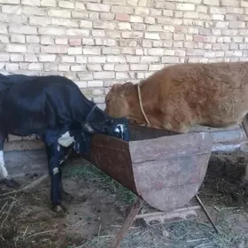 Tüwe