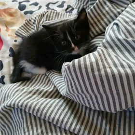 отдам котят в добрые ручки