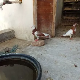 kepderi