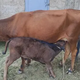 GÖLLELİ SYGYR