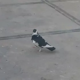 kepderi
