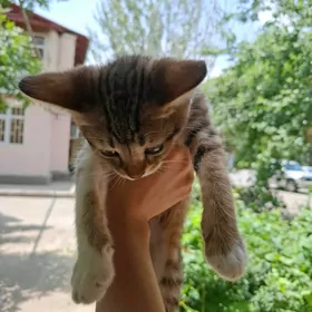 pishik котёнок