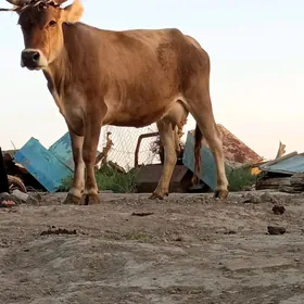 Bakylan sygyr