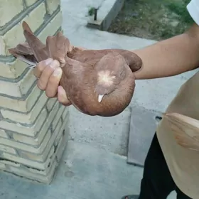 Кептер