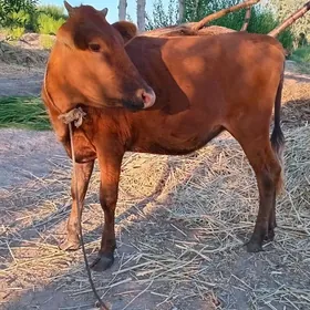 Göle