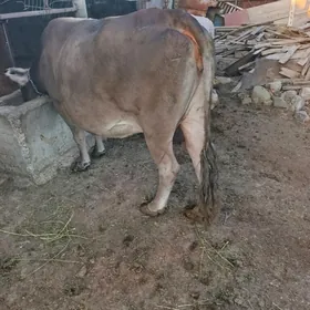 Sygyr