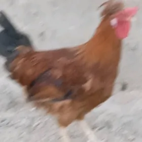 Horaz