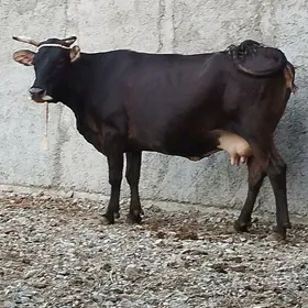 Arginal  Sygyr