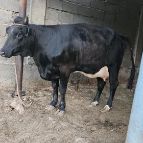 golelei sygyr