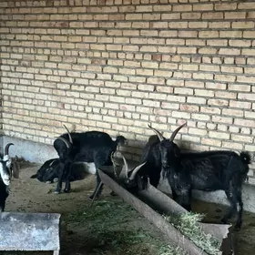 Geçi